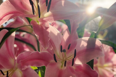 A close up shot of a bunch of lilies on a windowsill with sunlight shining through