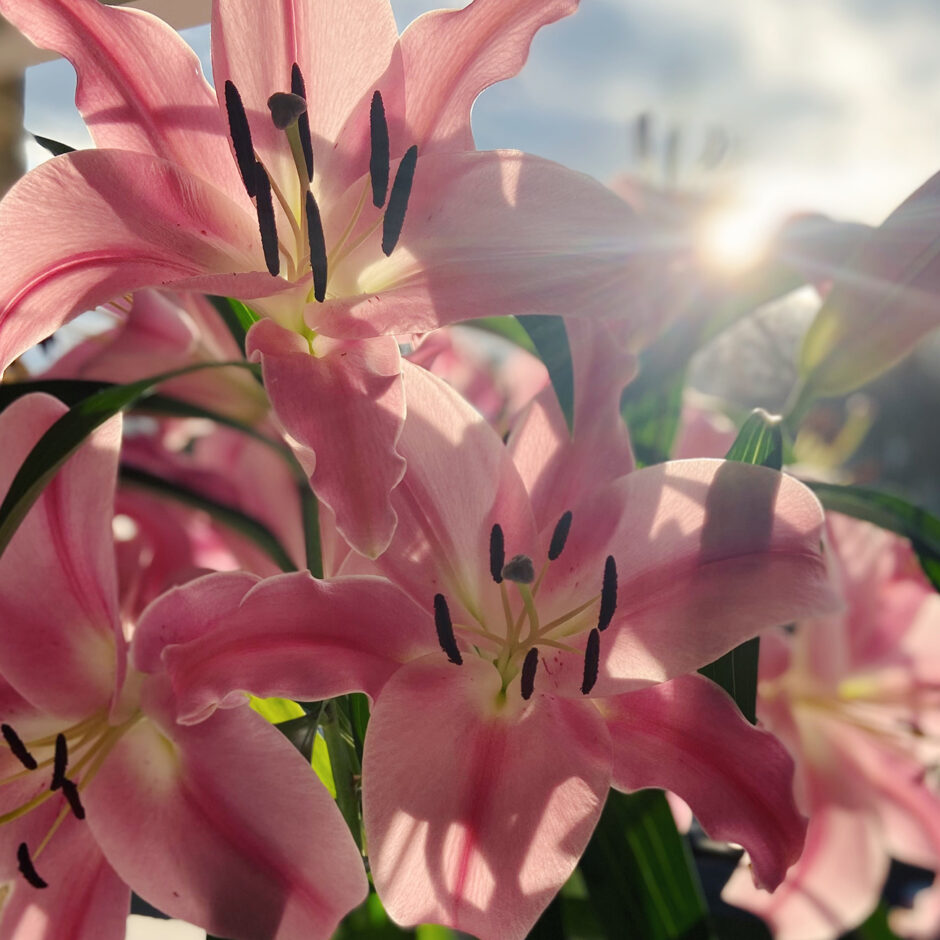 A close up shot of a bunch of lilies on a windowsill with sunlight shining through